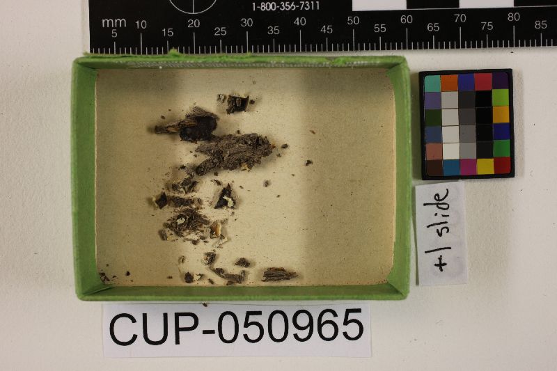 Pachyella punctispora image