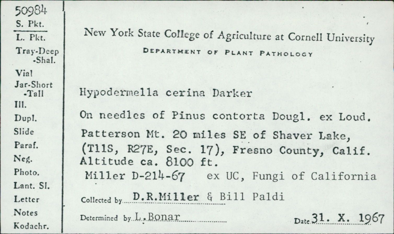 Hypodermella cerina image