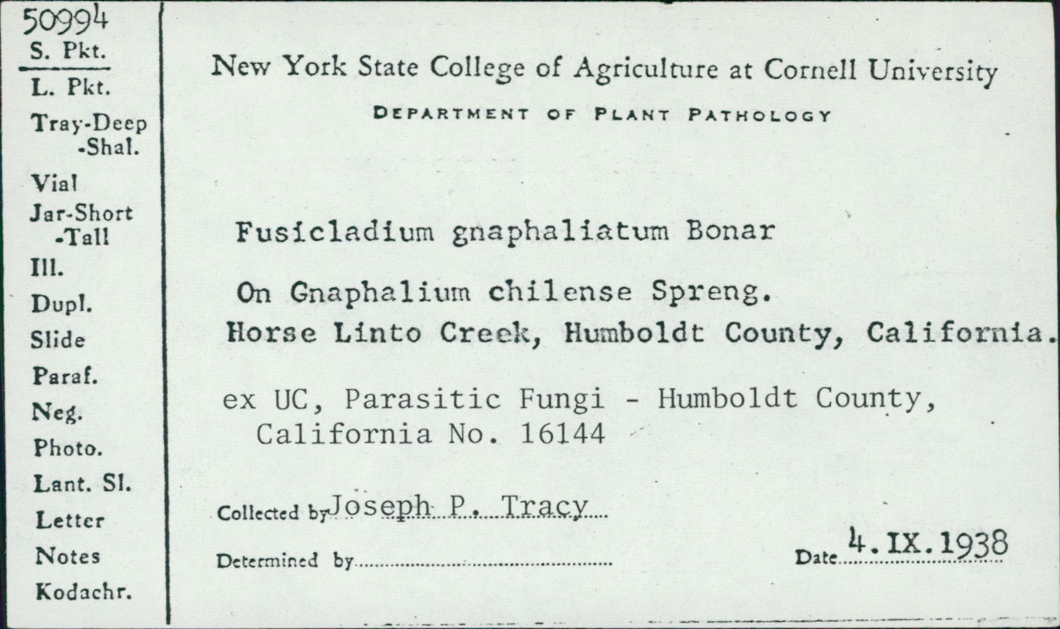 Fusicladium gnaphaliatum image