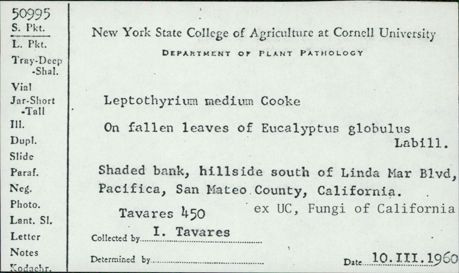 Leptothyrium medium image