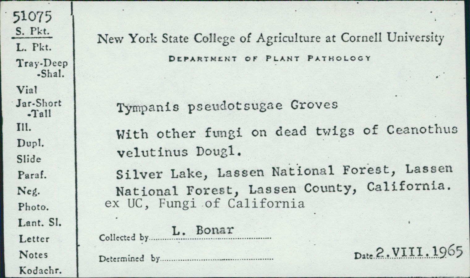 Tympanis pseudotsugae image