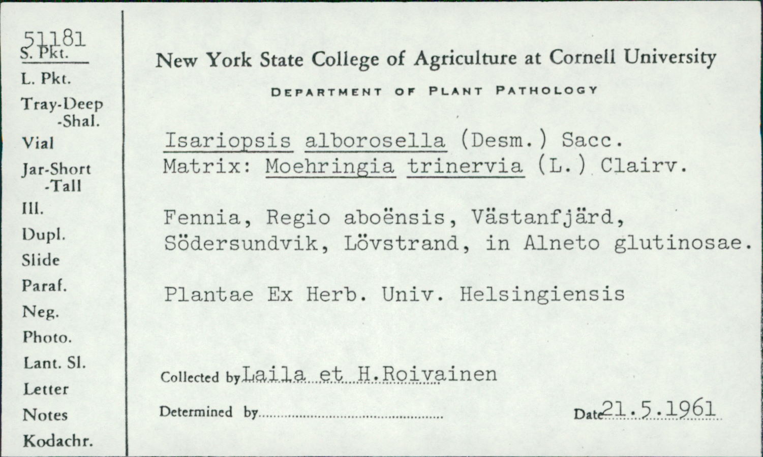 Isariopsis alborosella image