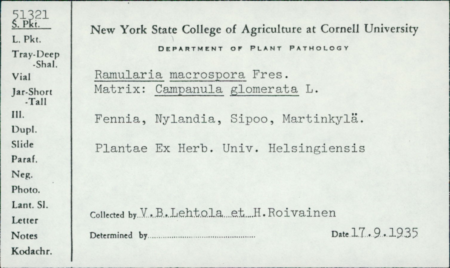 Ramularia macrospora image