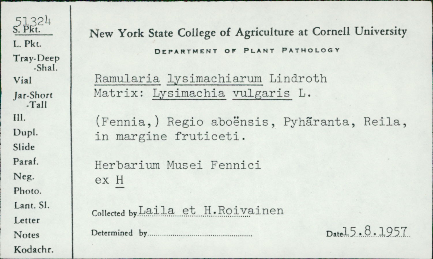 Ramularia lysimachiarum image