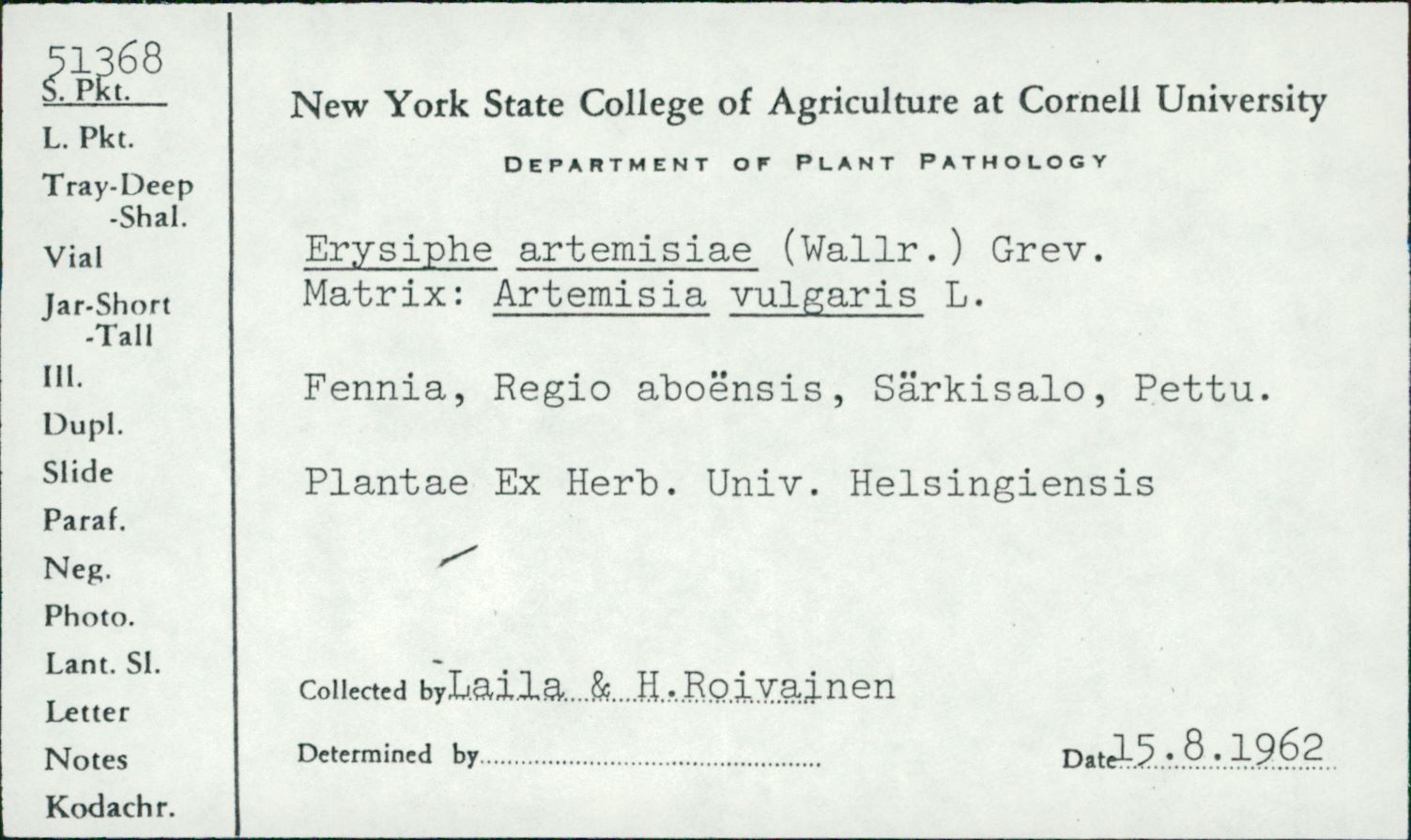 Erysiphe artemisiae image