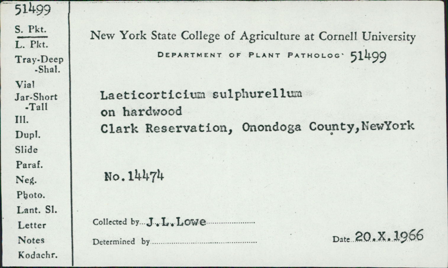 Dentocorticium sulphurellum image