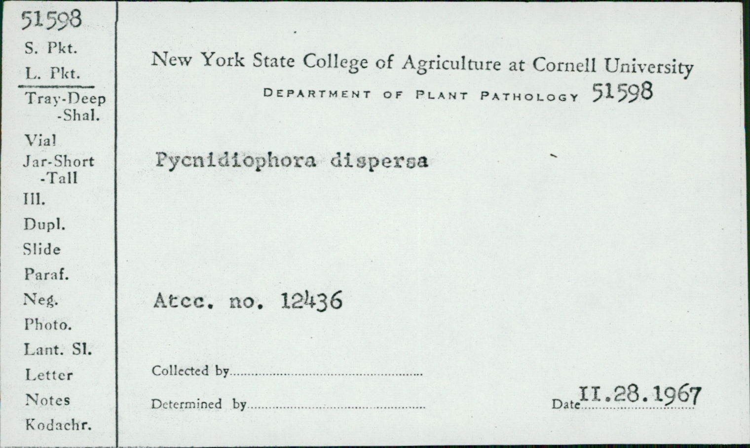 Pycnidiophora image