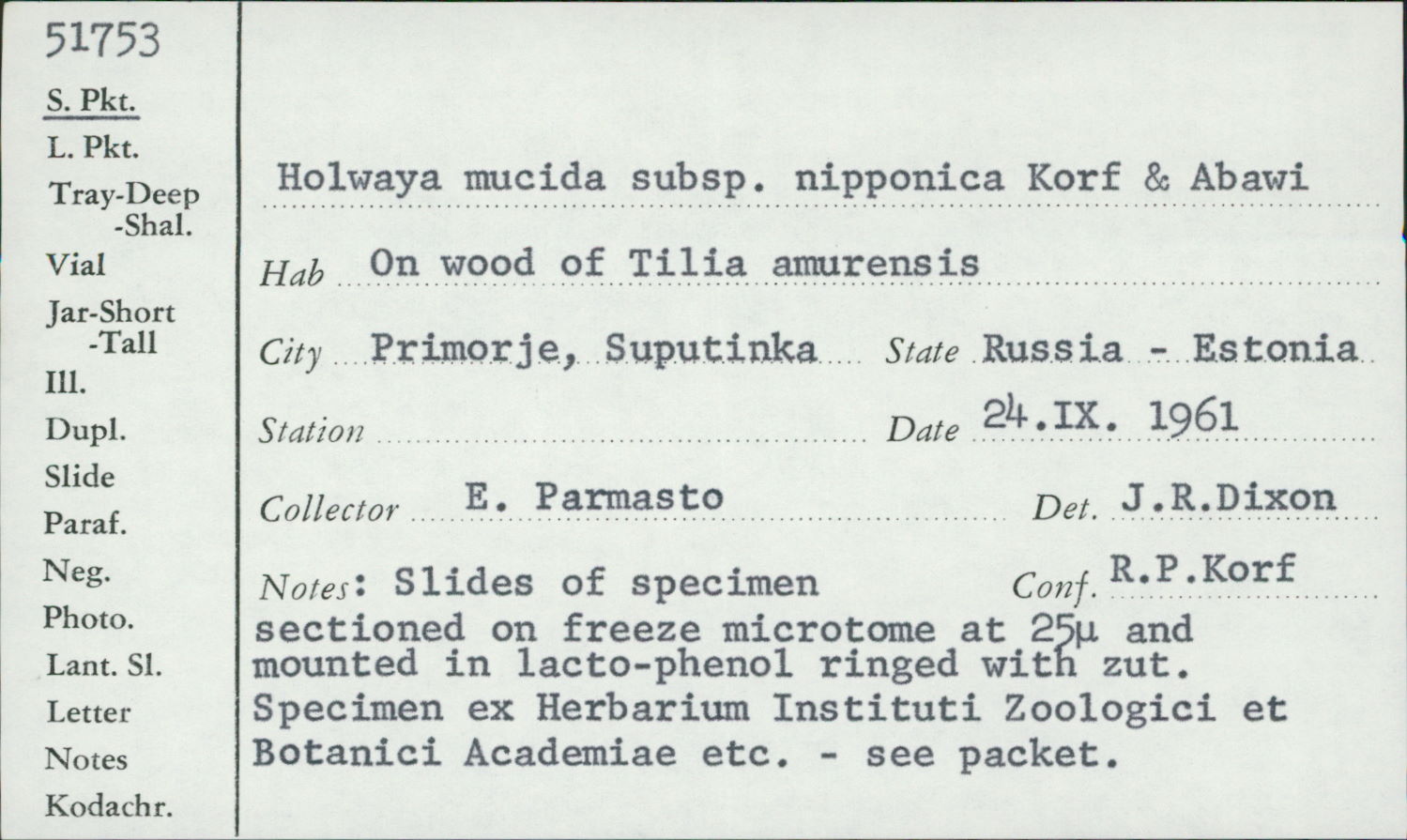 Holwaya mucida subsp. nipponica image