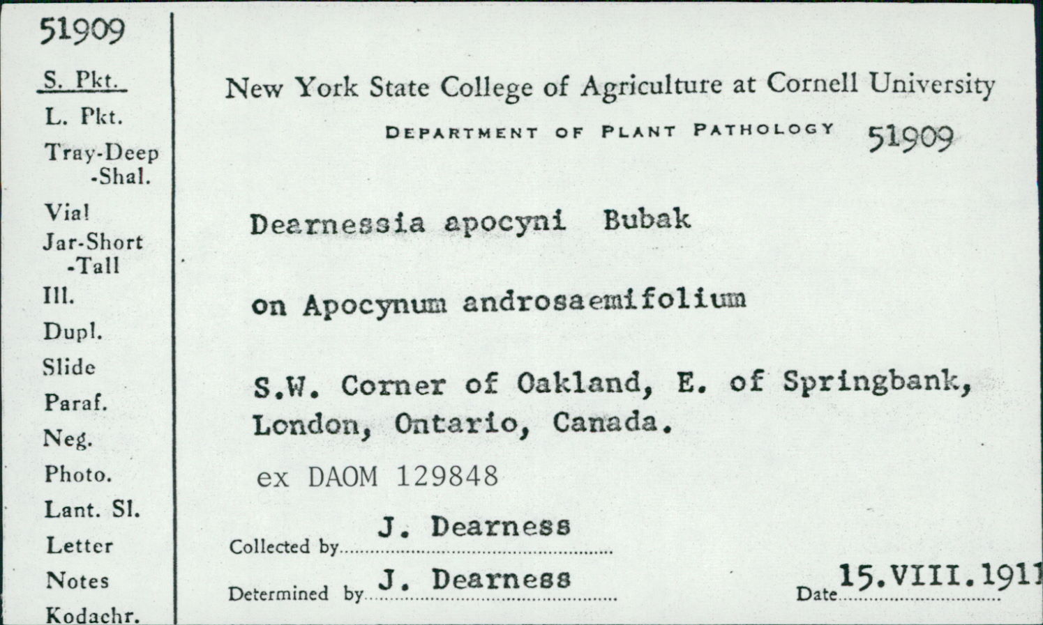 Dearnessia apocyni image