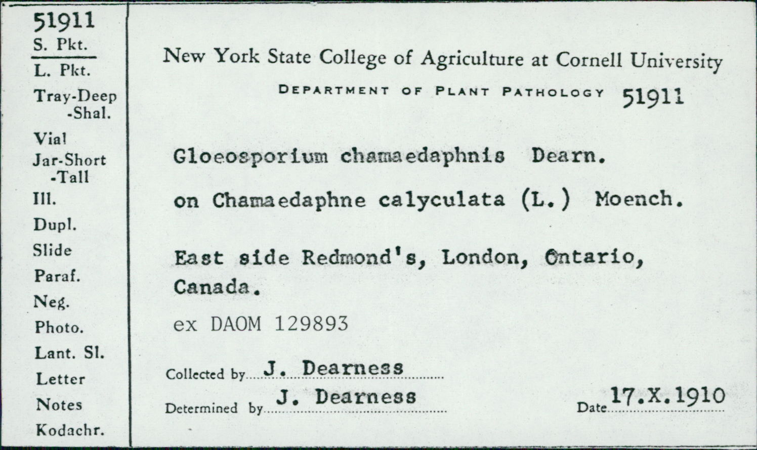 Gloeosporium chamaedaphnis image