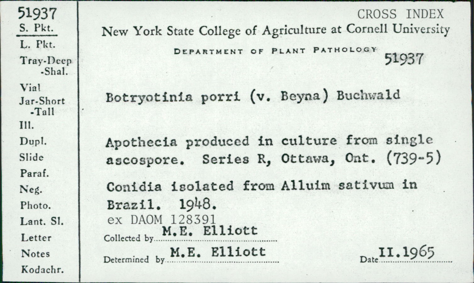 Botryotinia porri image