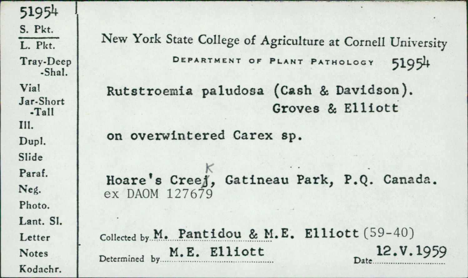 Rutstroemia paludosa image