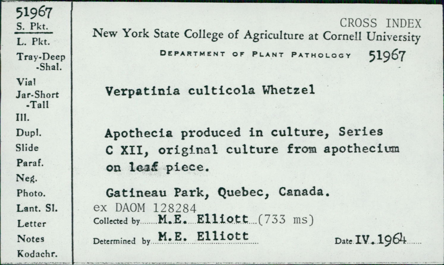 Scleromitrula calthicola image
