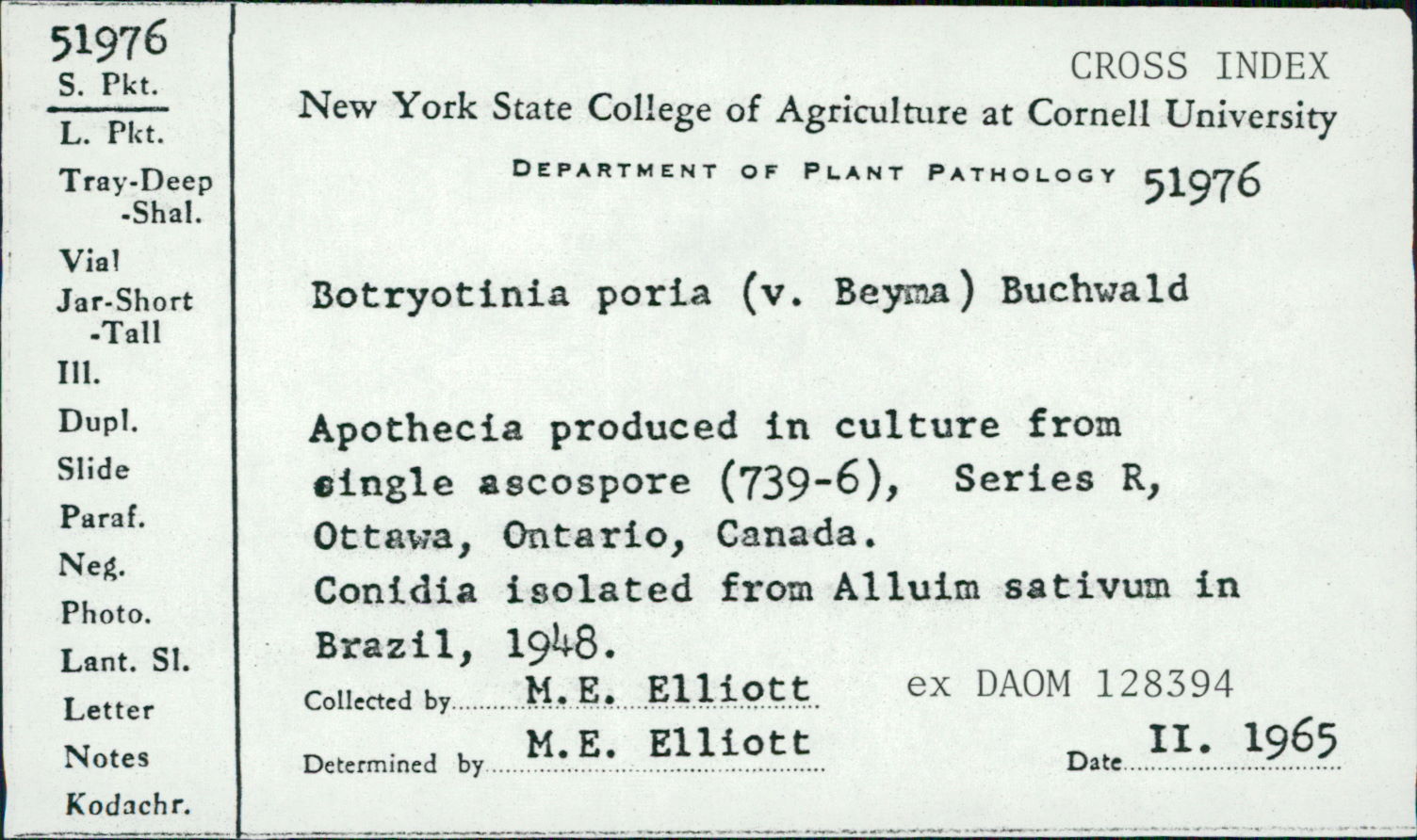 Botryotinia porri image