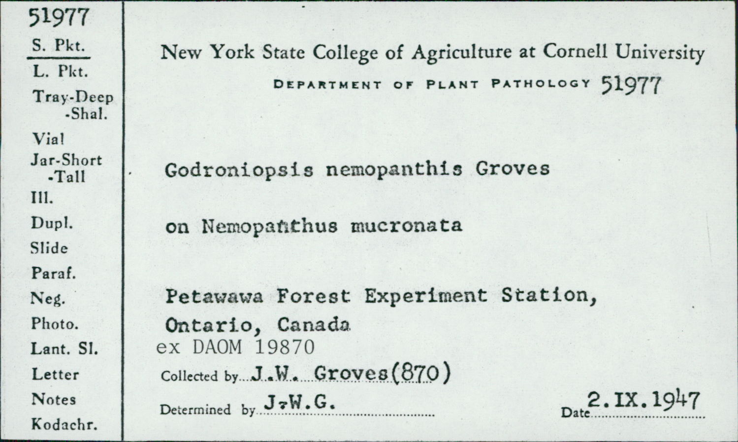 Godroniopsis nemopanthi image