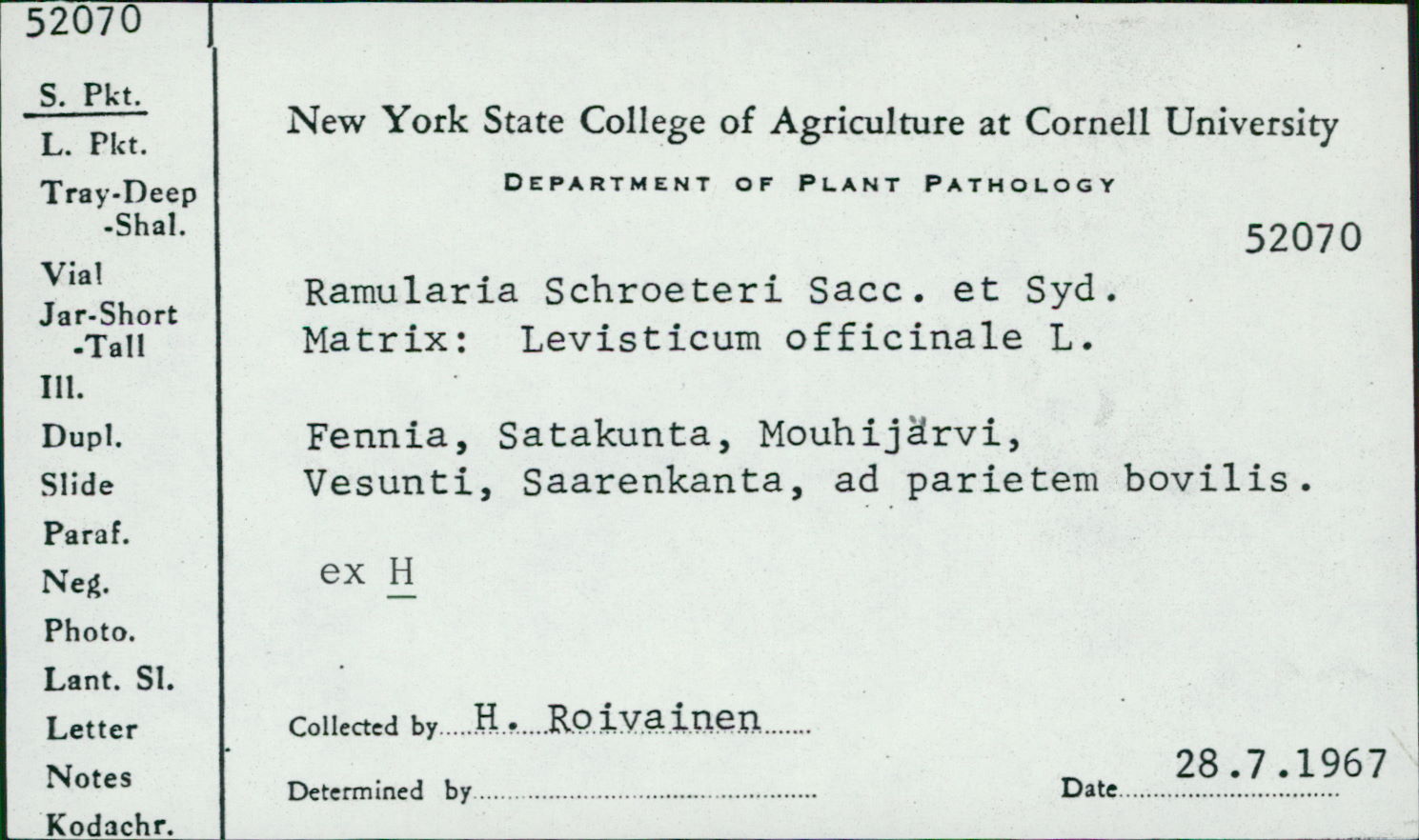 Ramularia schroeteri image