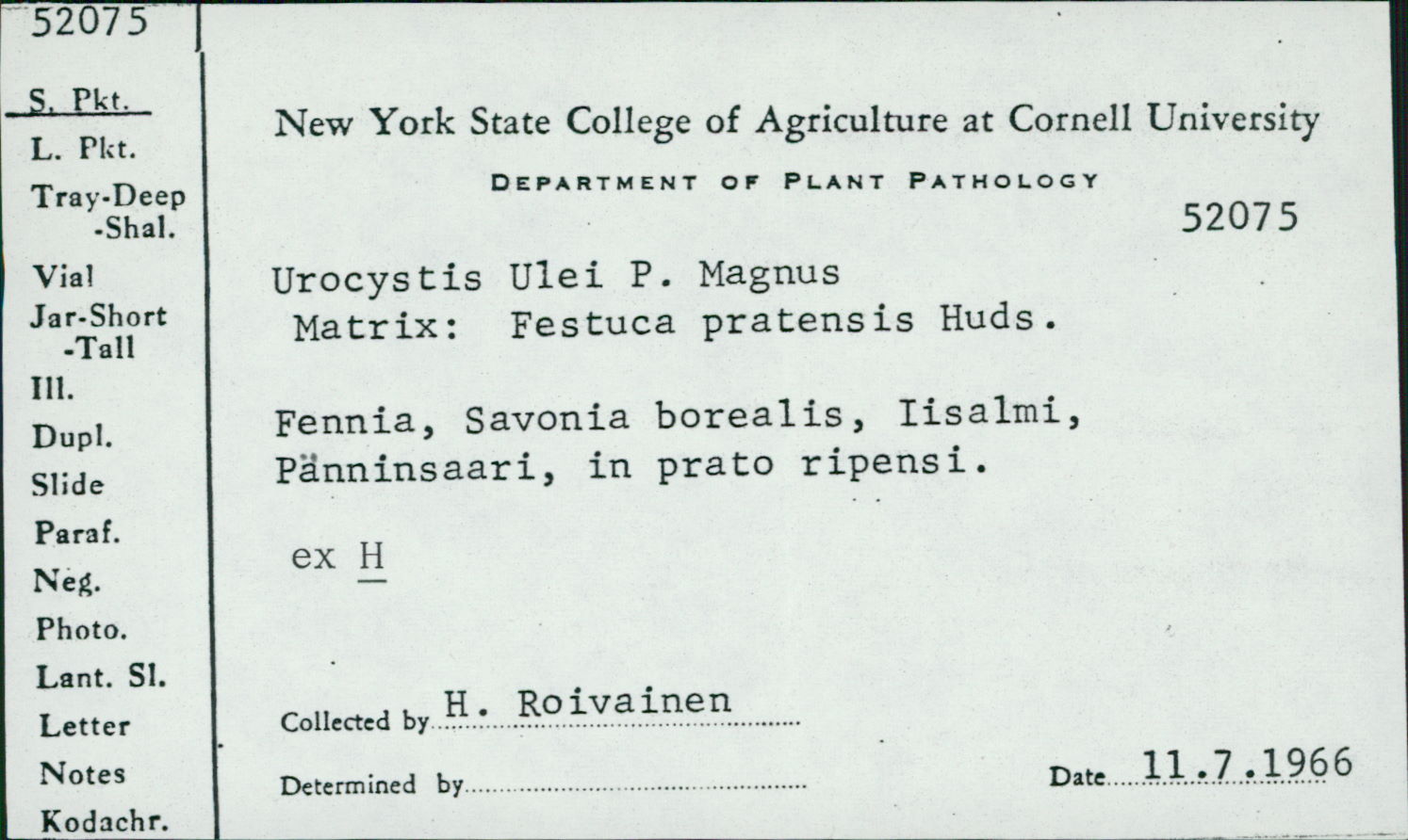 Urocystis image