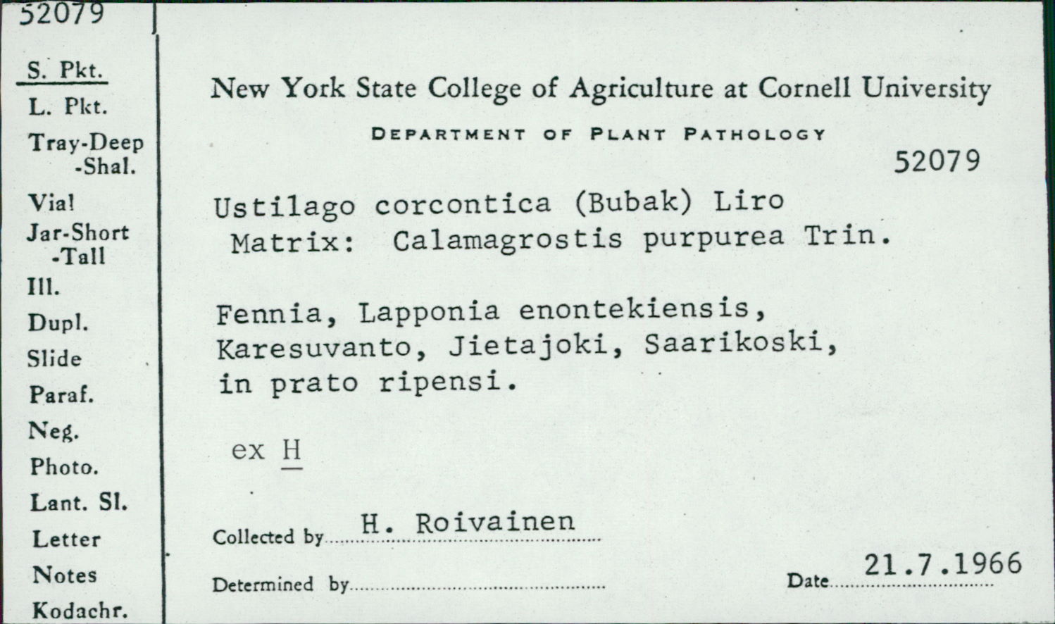 Ustilago corcontica image