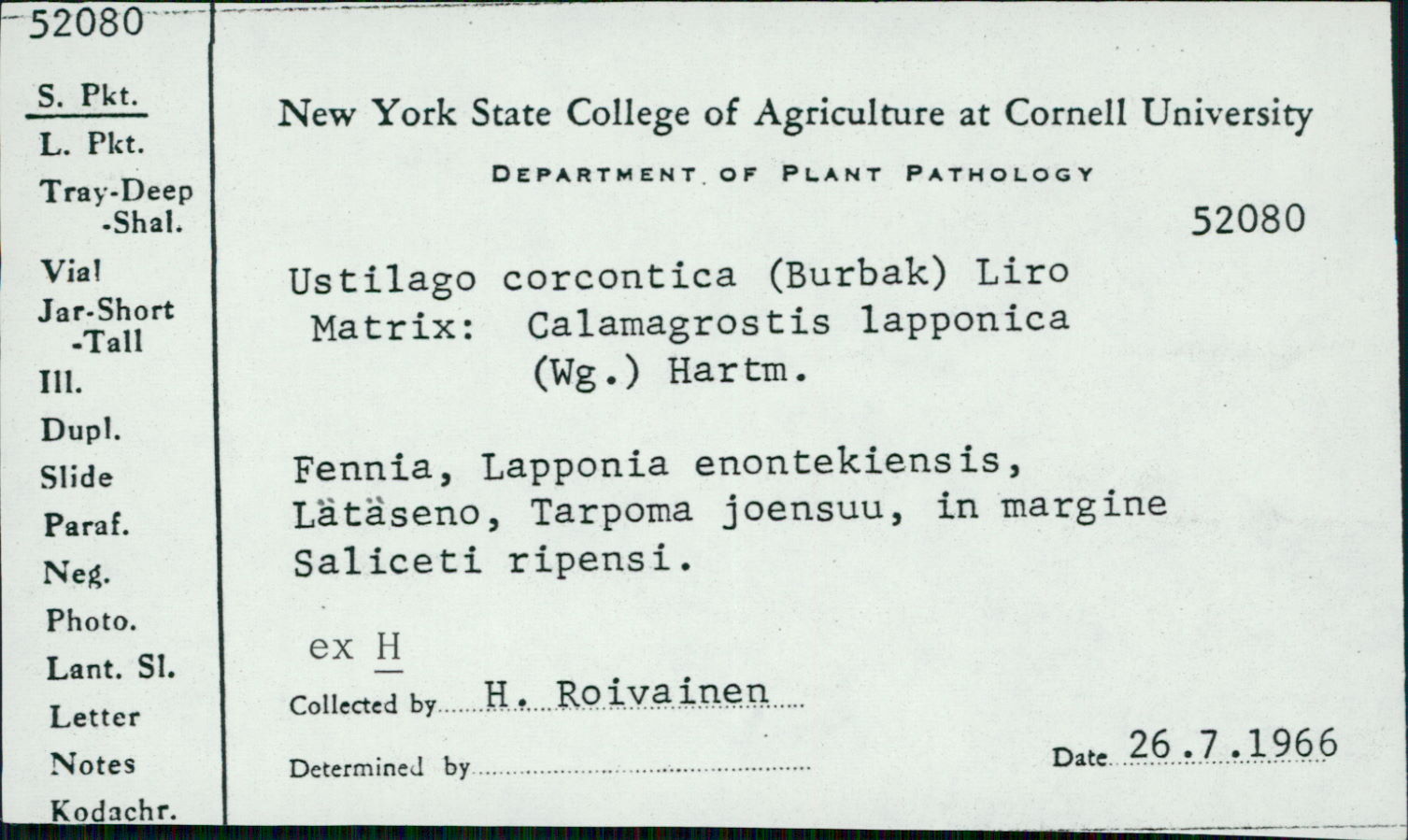 Ustilago corcontica image