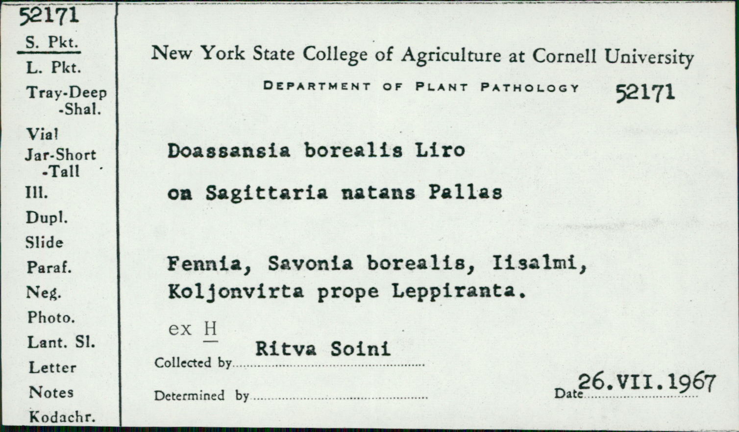 Doassansia borealis image