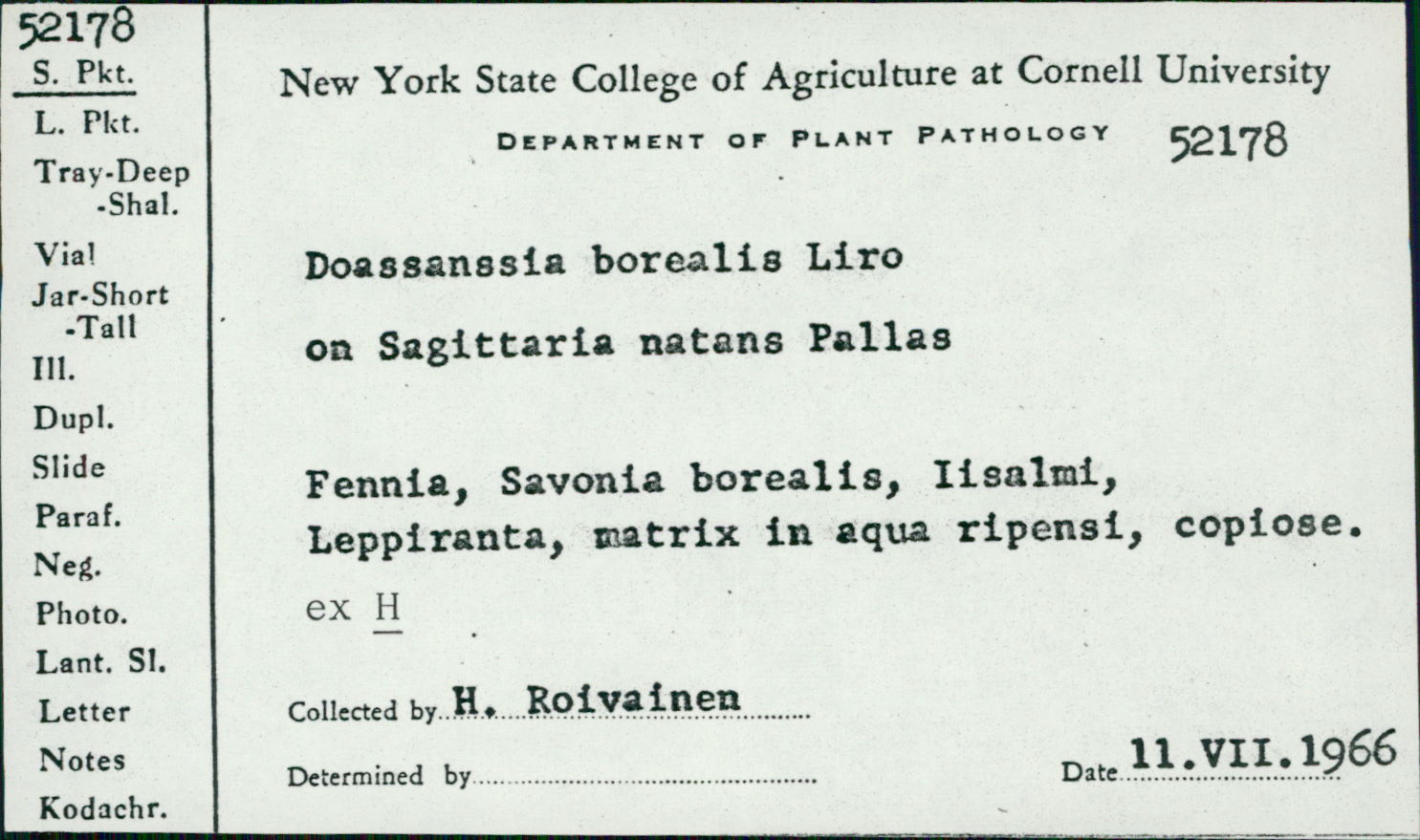 Doassansia borealis image