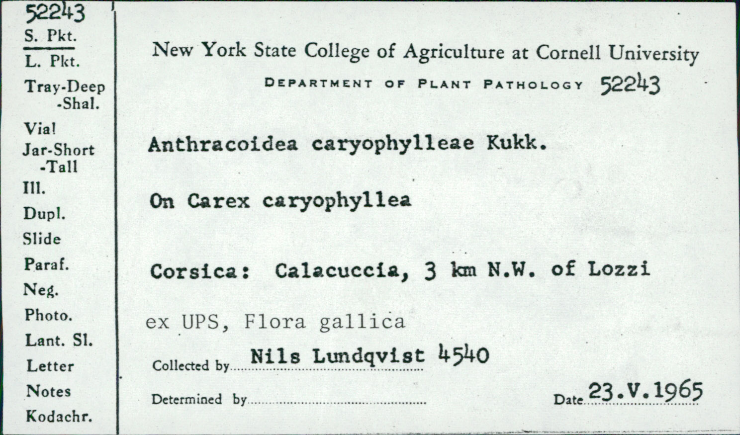 Anthracoidea caryophylleae image