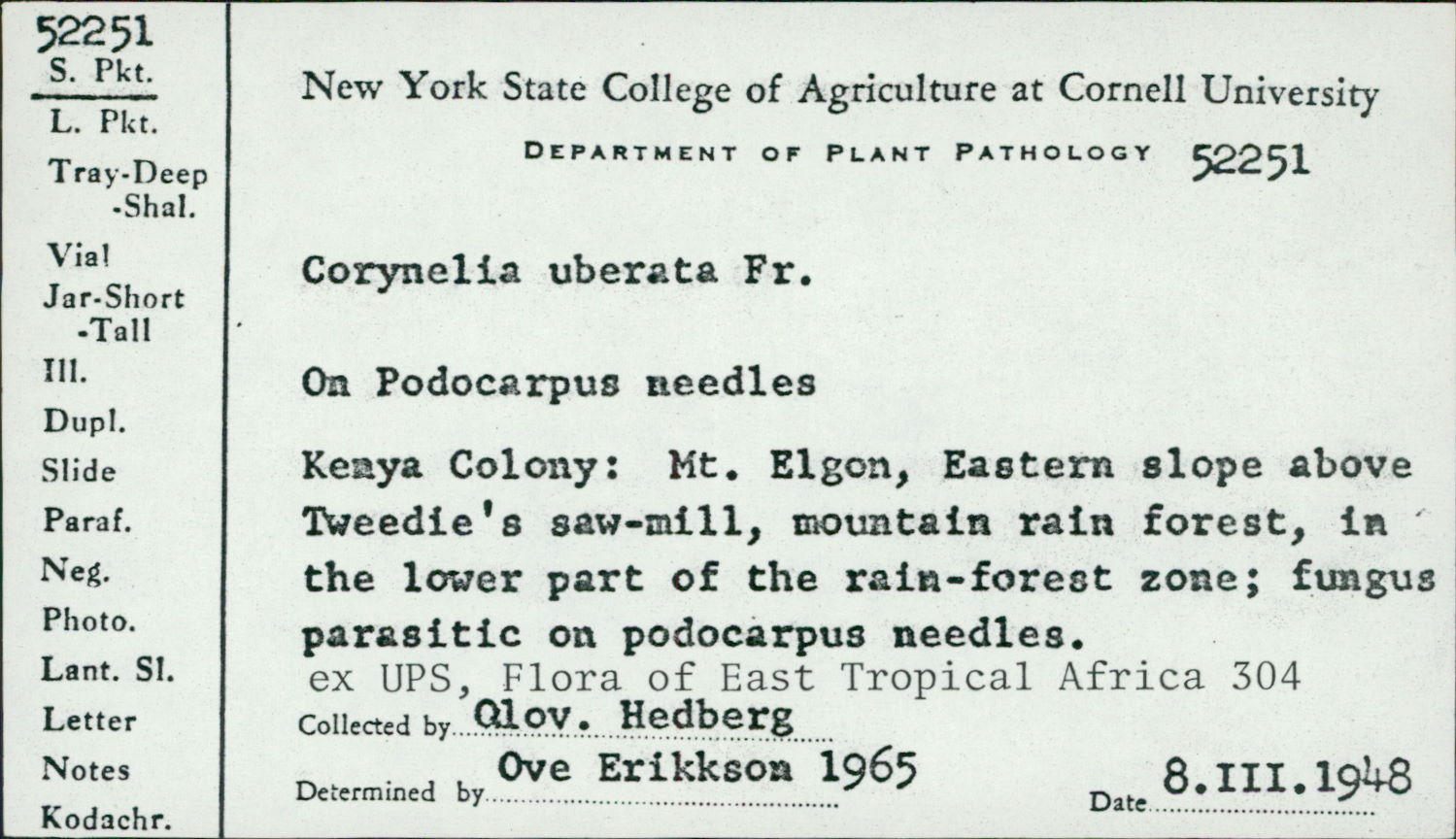 Corynelia image