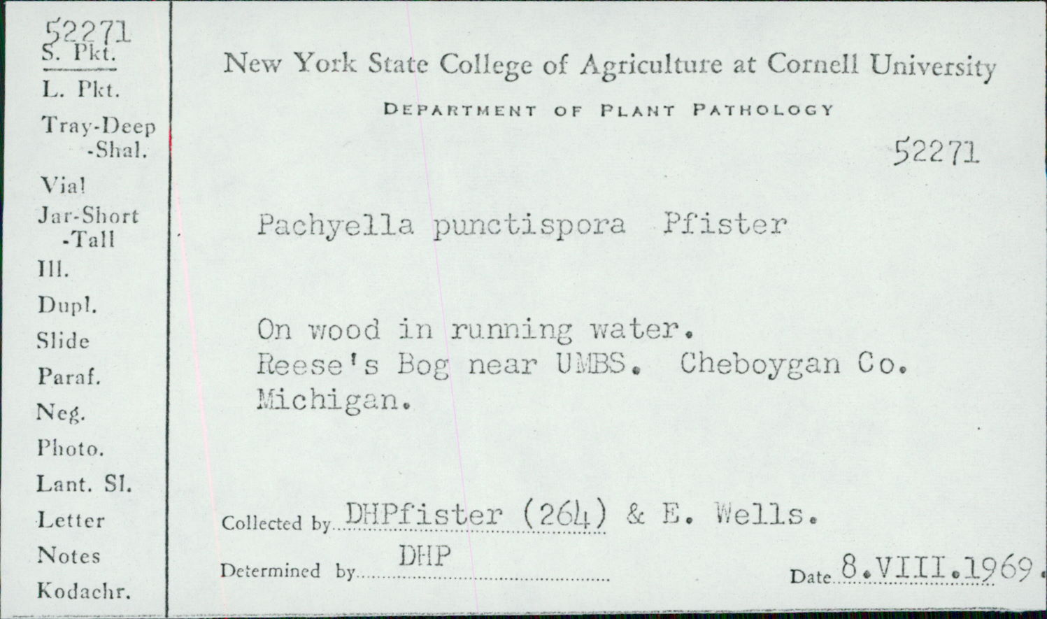 Pachyella punctispora image