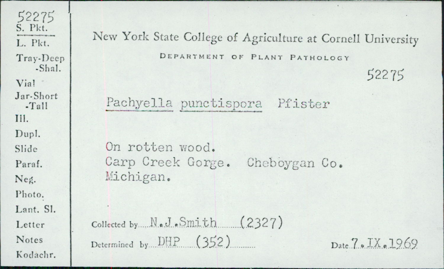 Pachyella punctispora image