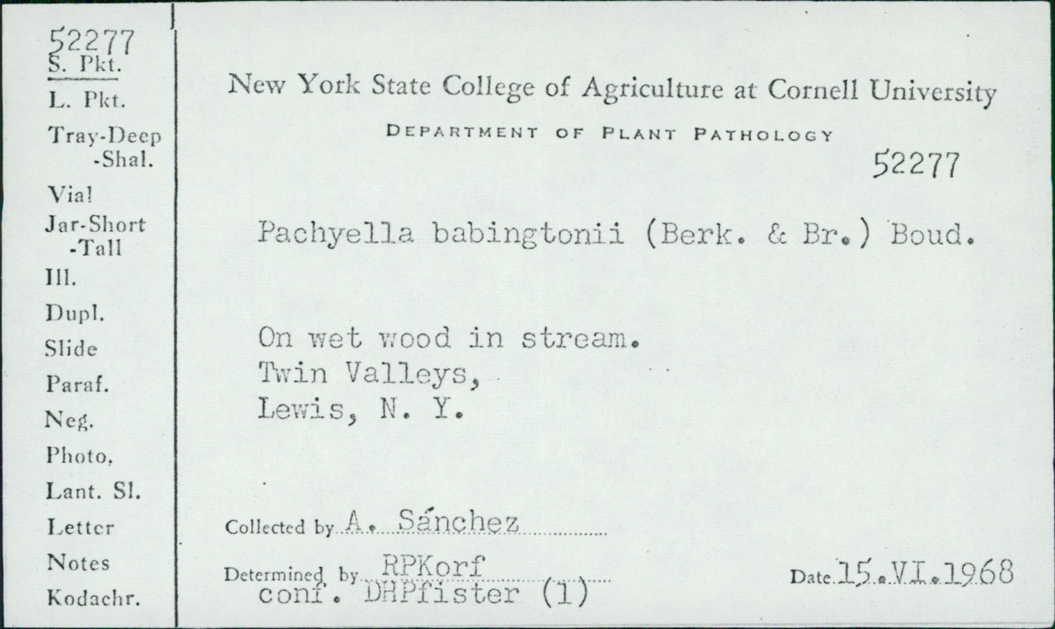 Pachyella babingtonii image
