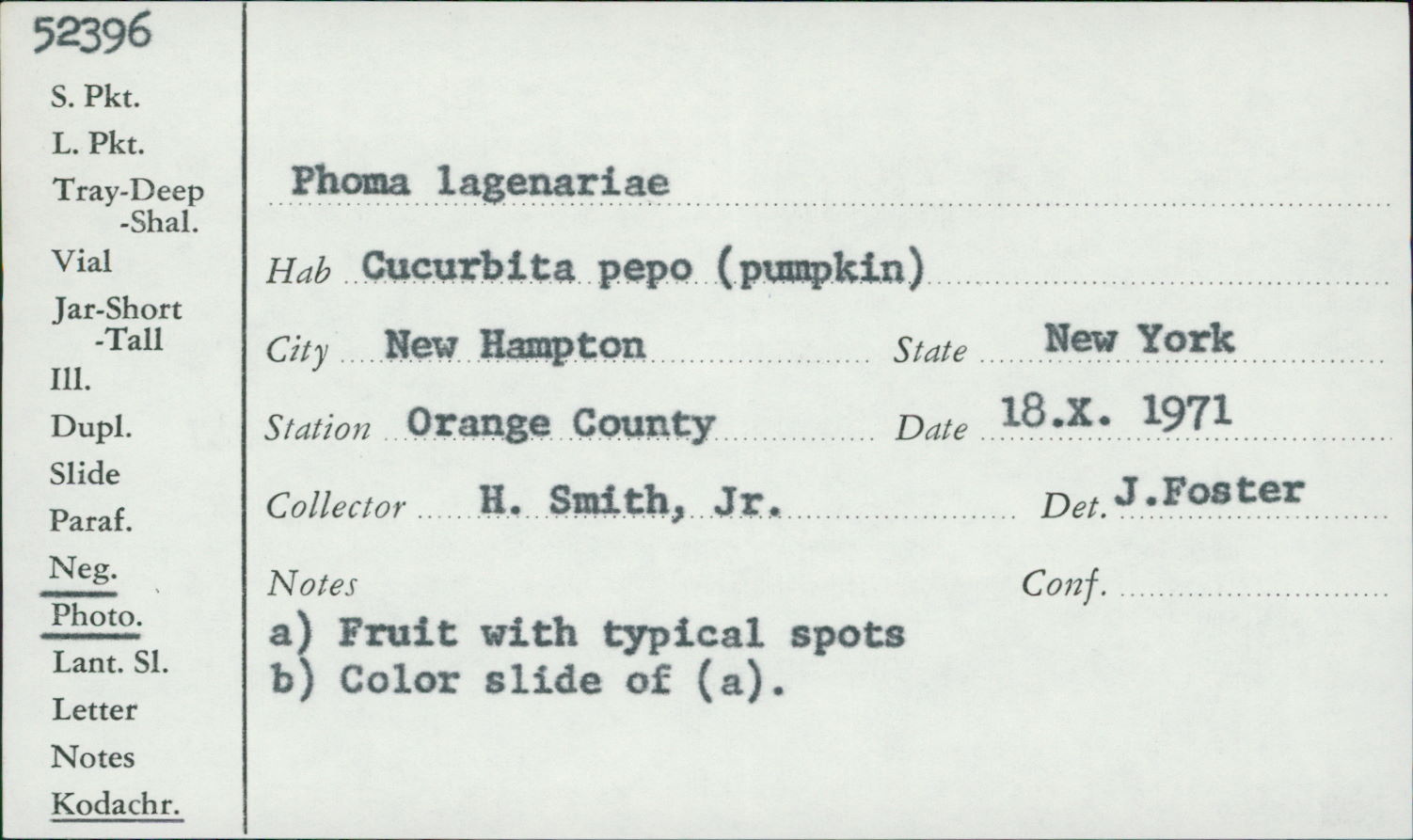 Phoma lagenariae image