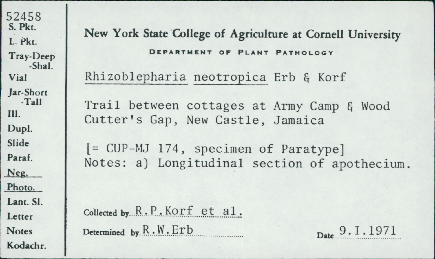 Rhizoblepharia neotropica image