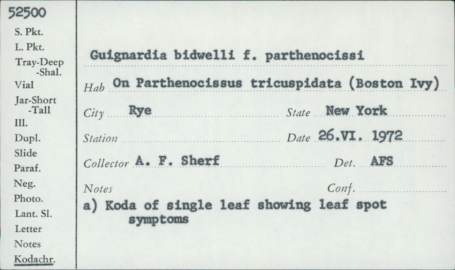 Guignardia bidwellii f. parthenocissi image