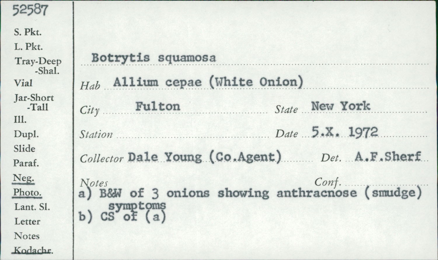 Botryotinia squamosa image