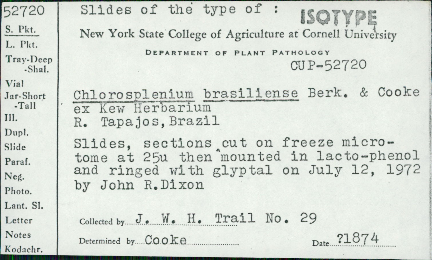 Chlorosplenium brasiliense image