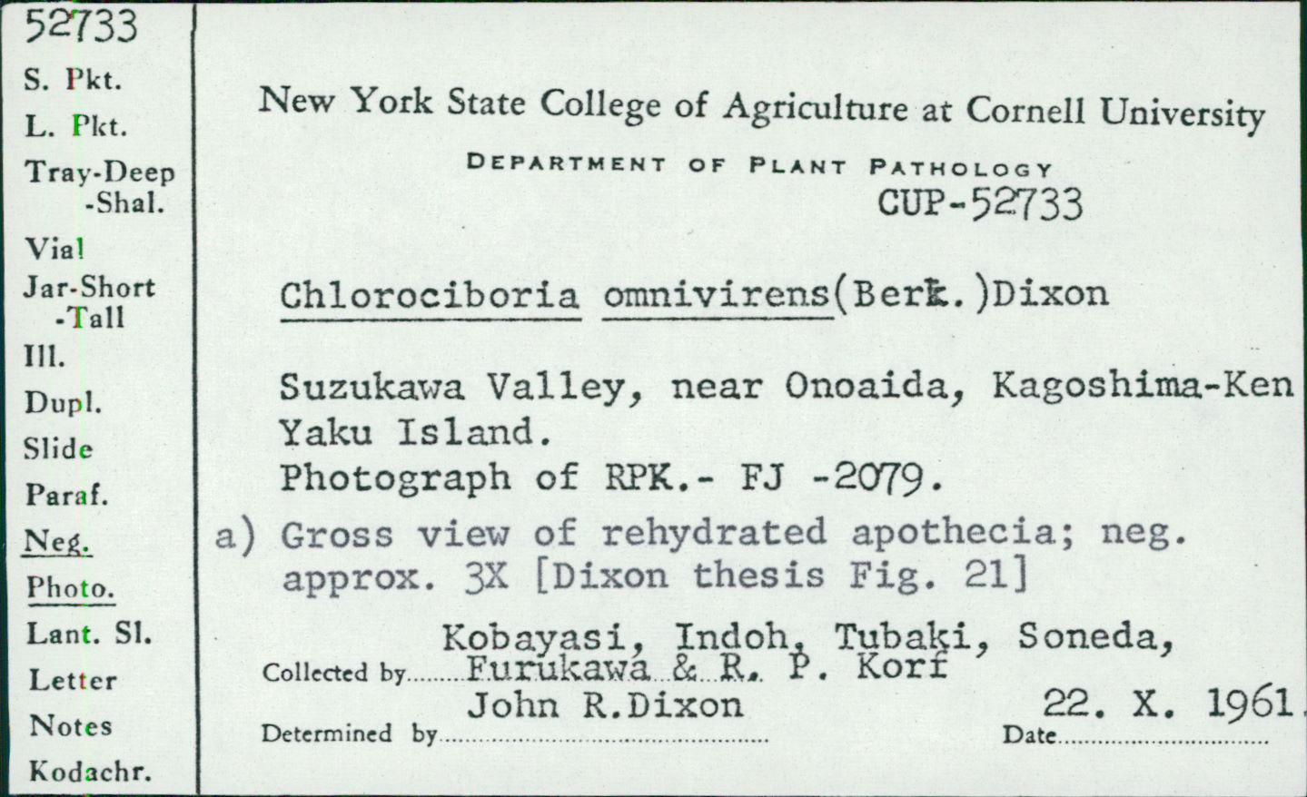 Chlorociboria omnivirens image