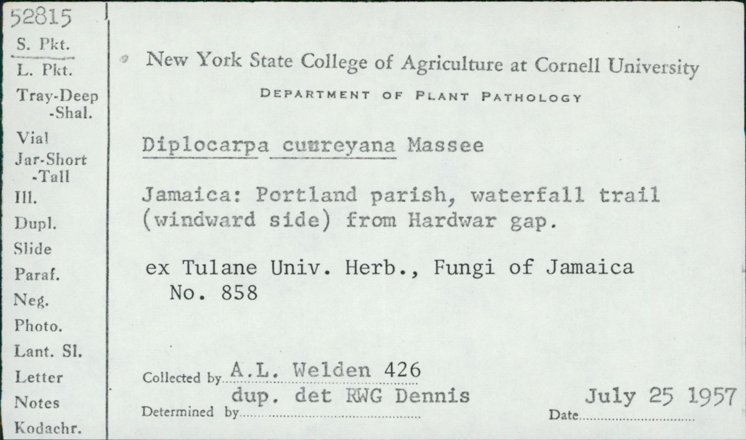 Diplocarpa curreyana image