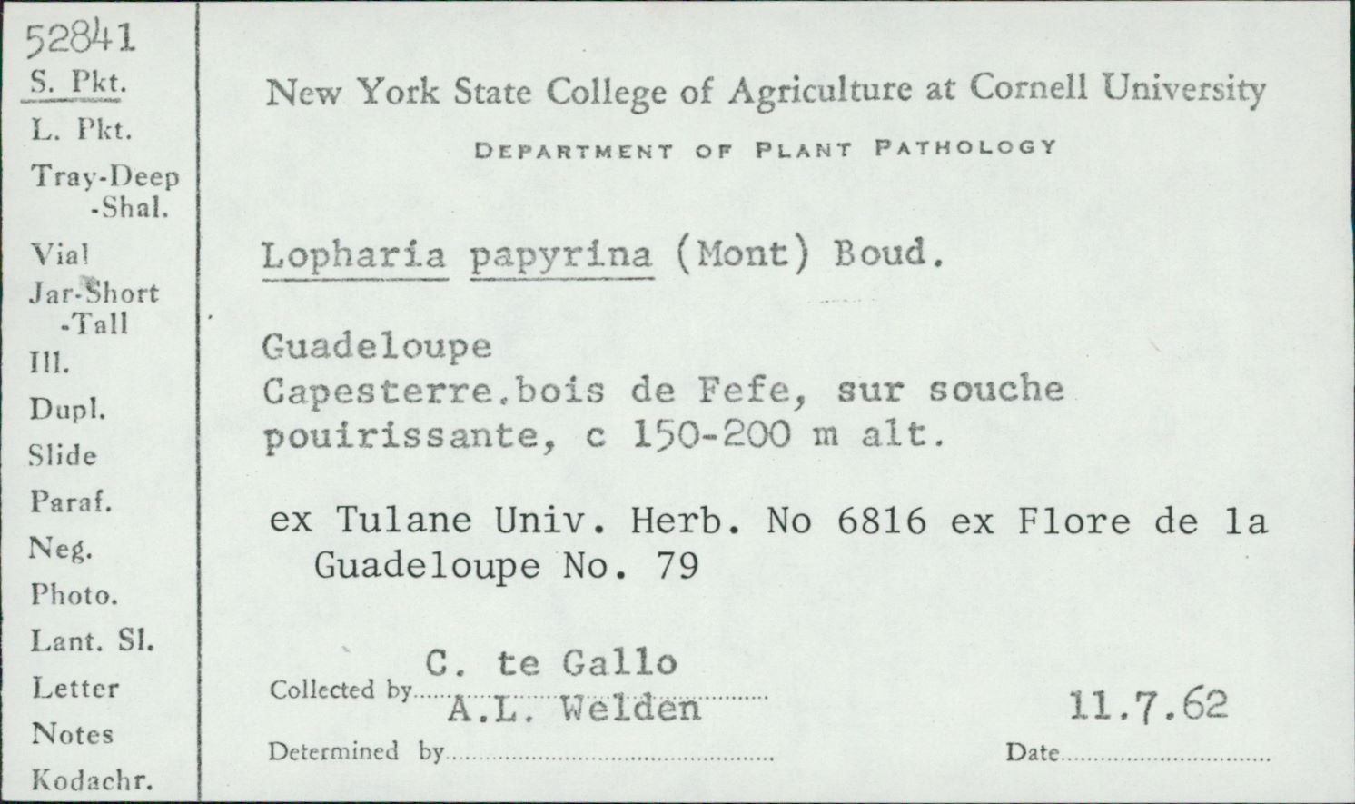 Lopharia papyrina image