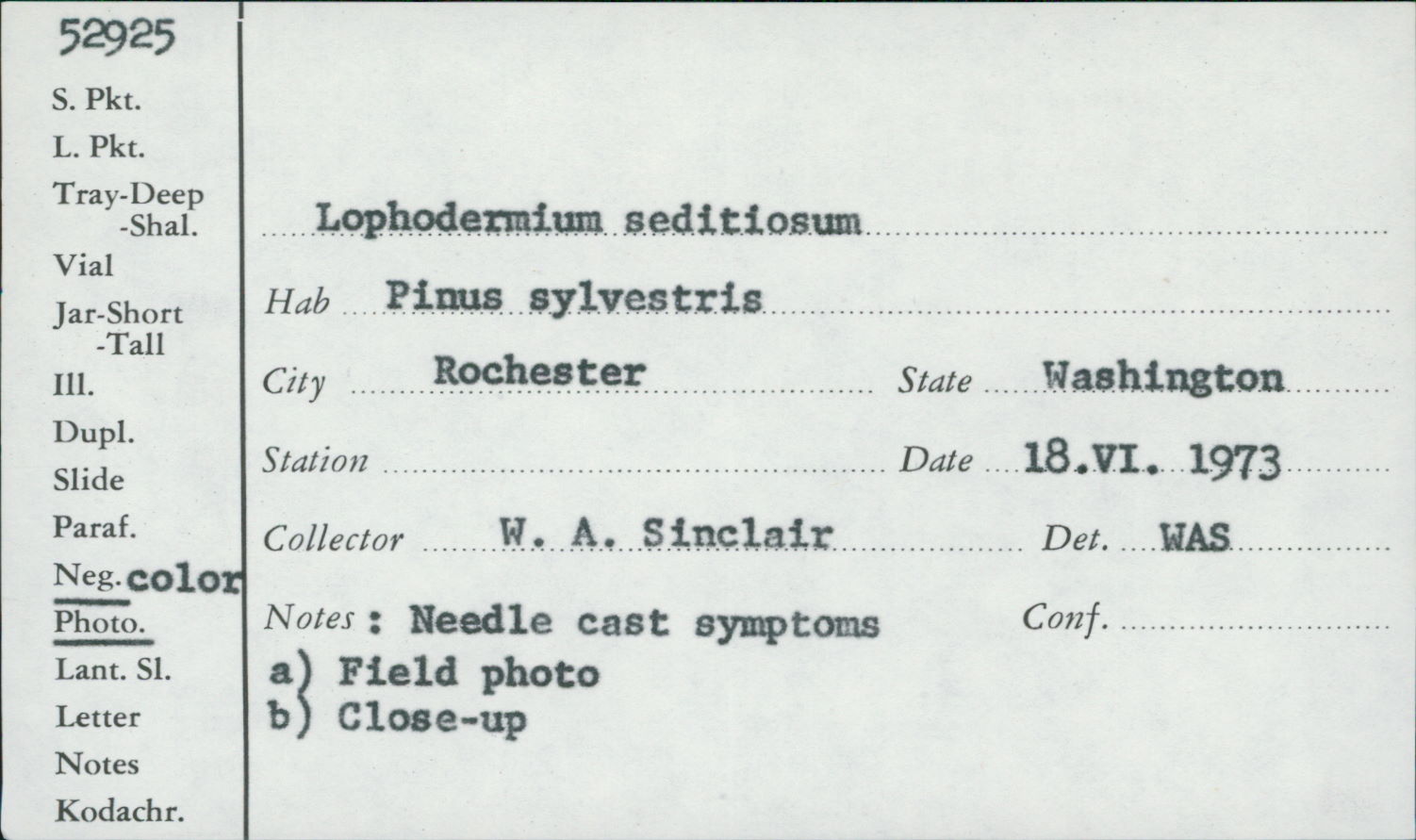 Lophodermium seditiosum image