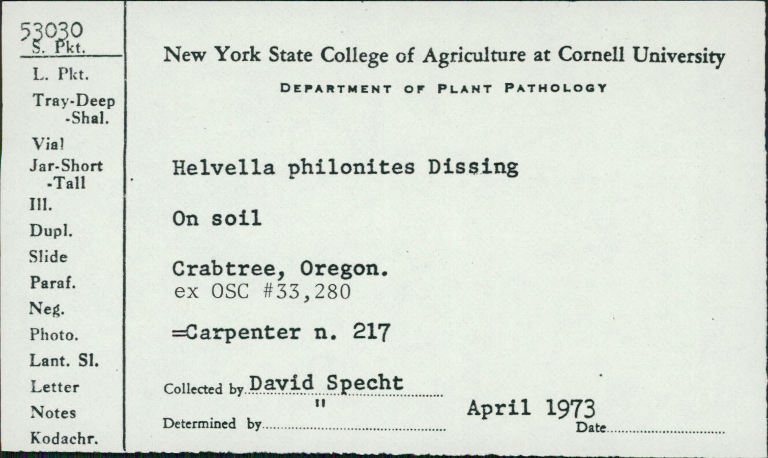 Helvella philonotis image