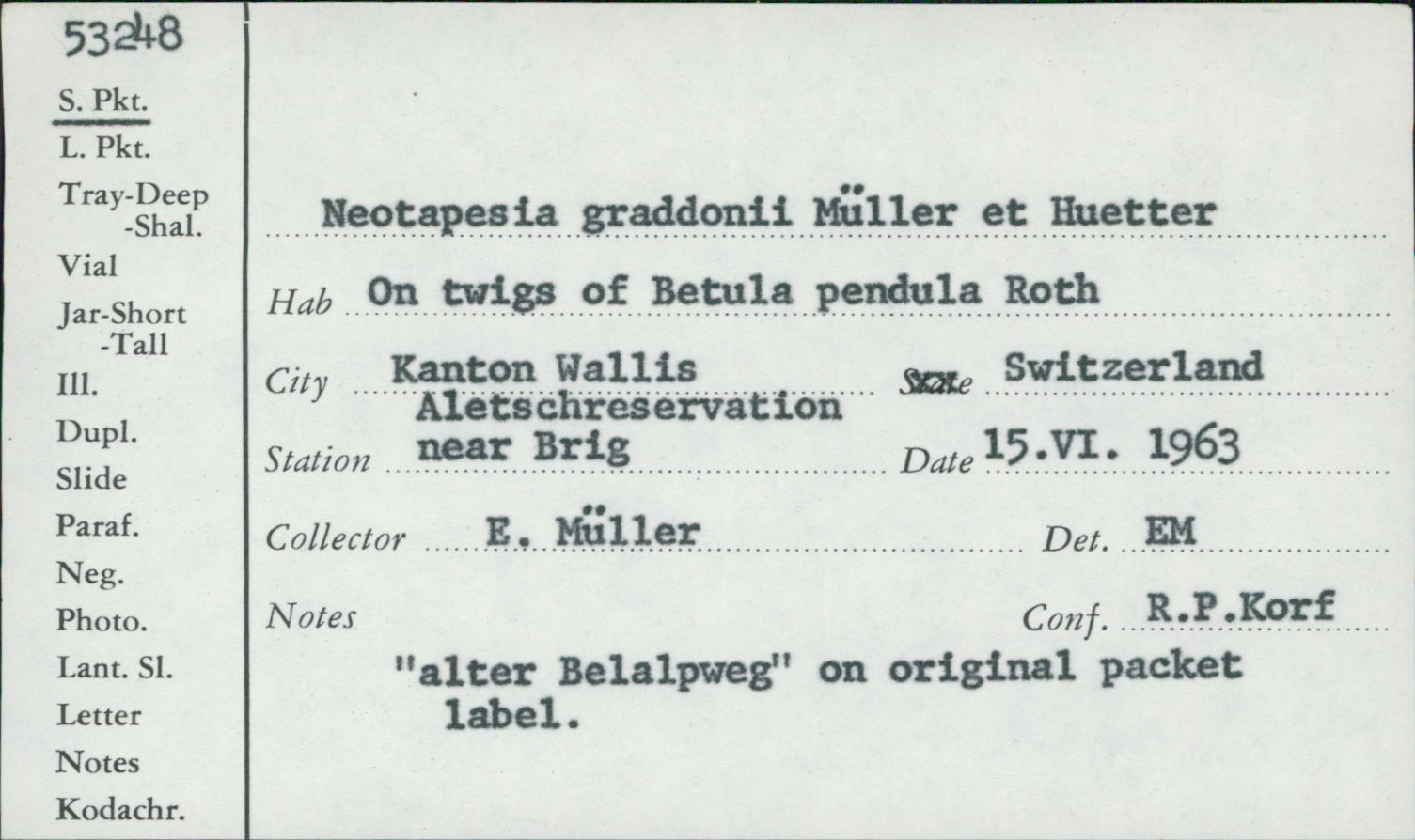 Neotapesia graddonii image