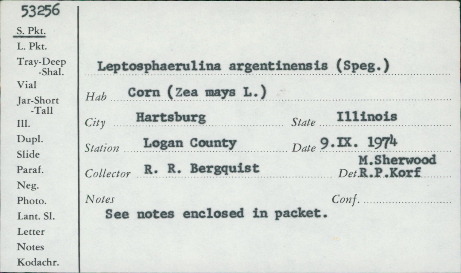 Leptosphaerulina argentinensis image