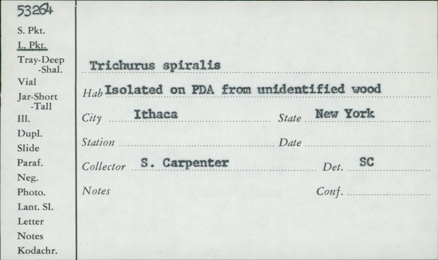 Trichurus spiralis image