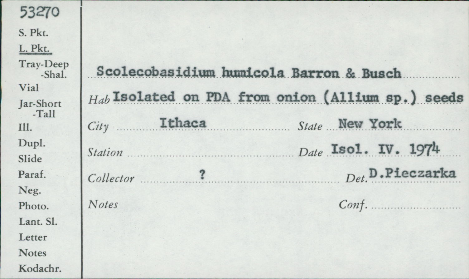 Scolecobasidium humicola image