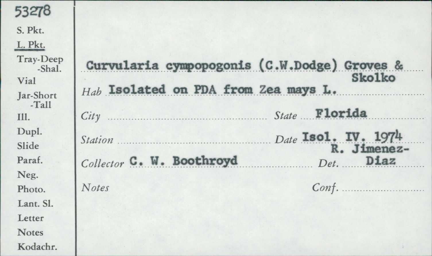 Cochliobolus cymbopogonis image