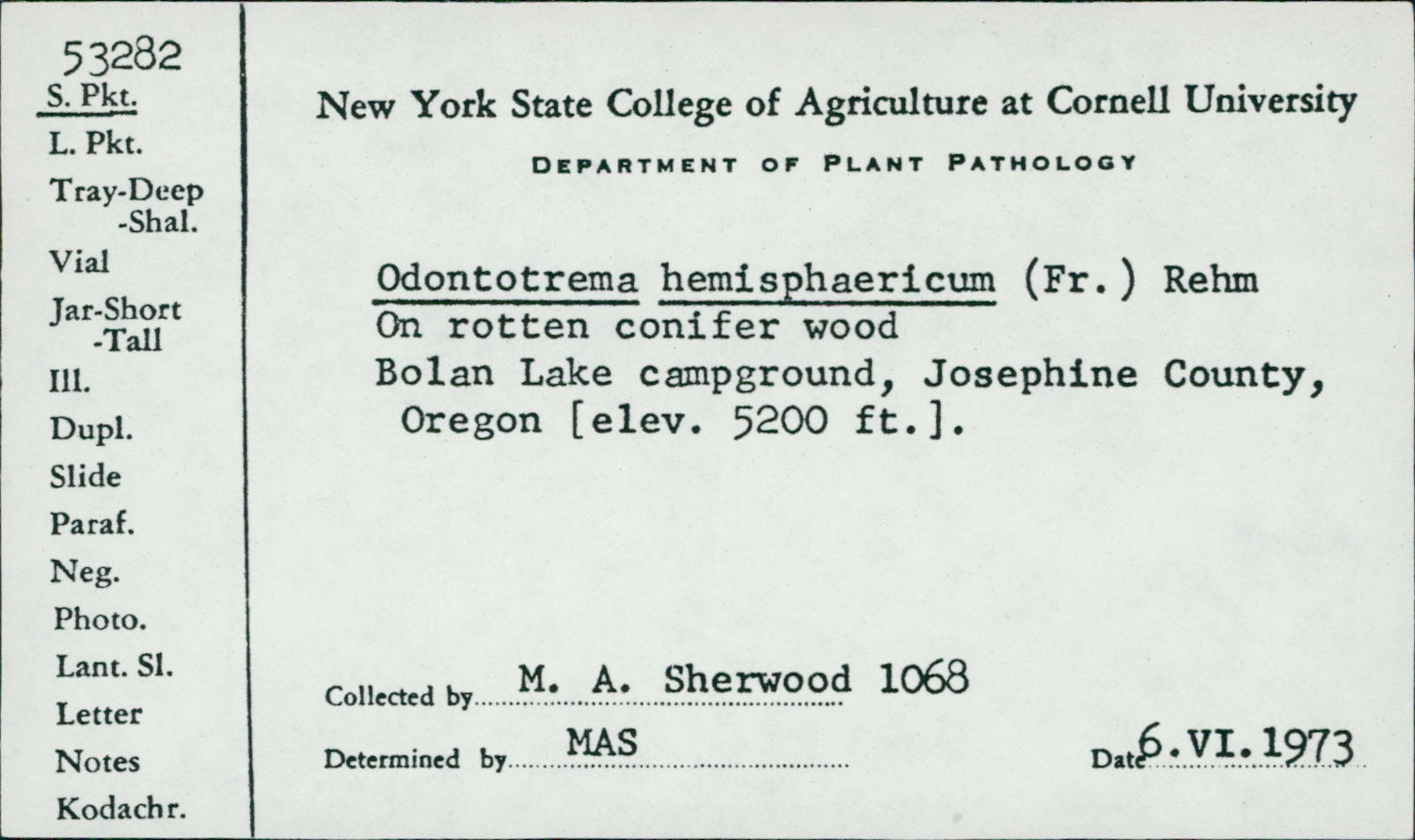 Odontotrema hemisphaericum image