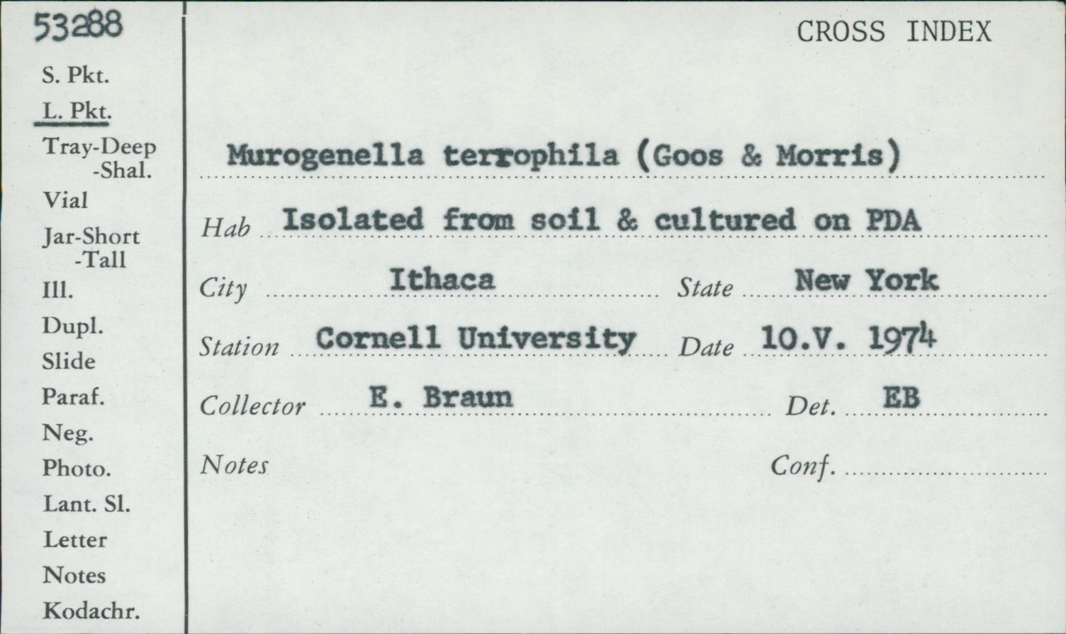 Coryneum terrophilum image