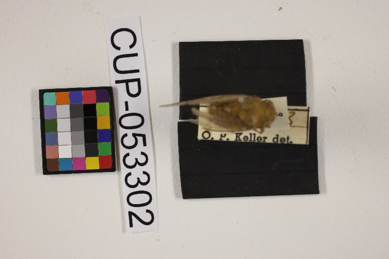 Massospora carinetae image