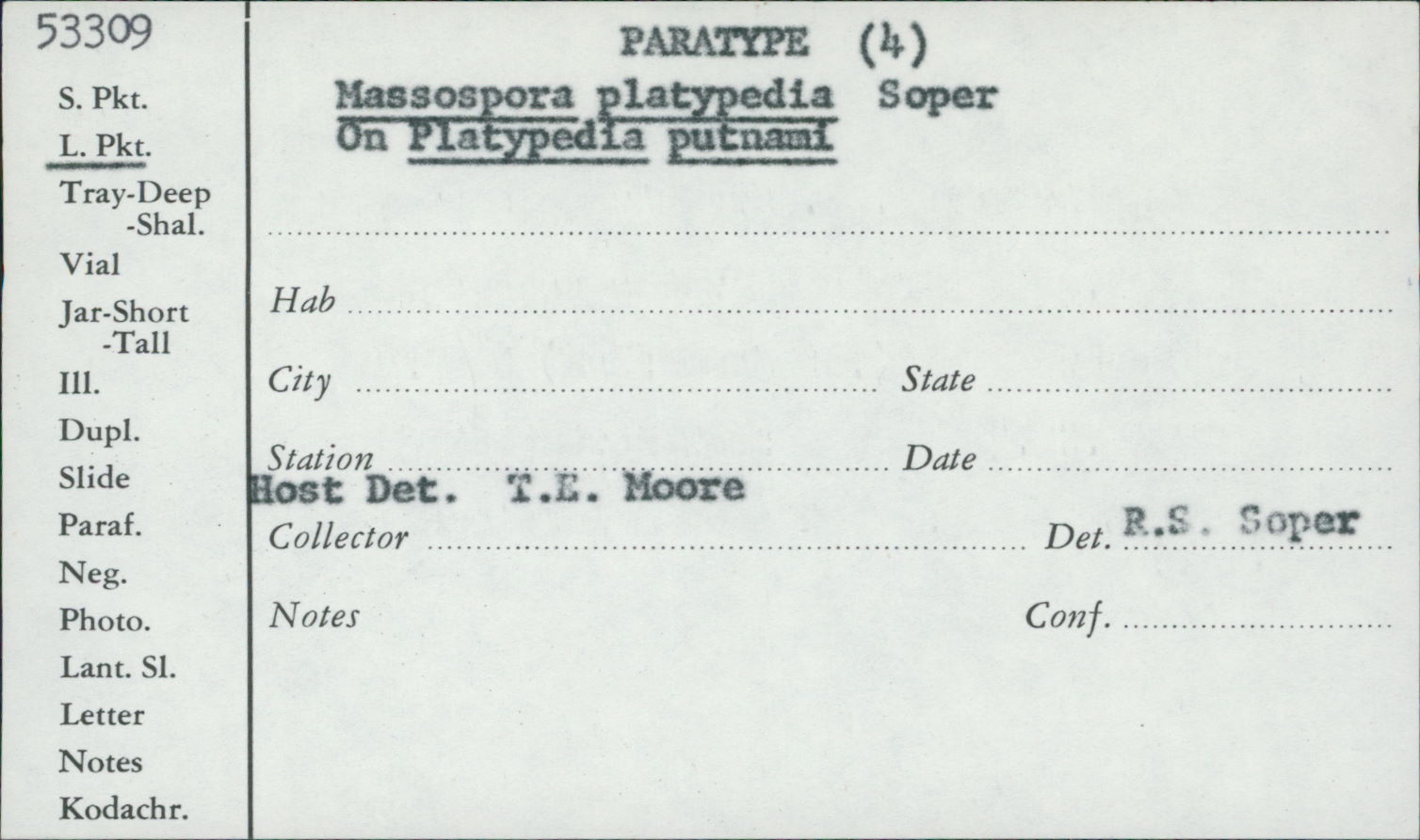 Massospora platypedia image