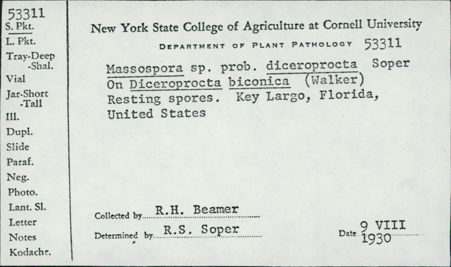 Massospora diceroproctae image